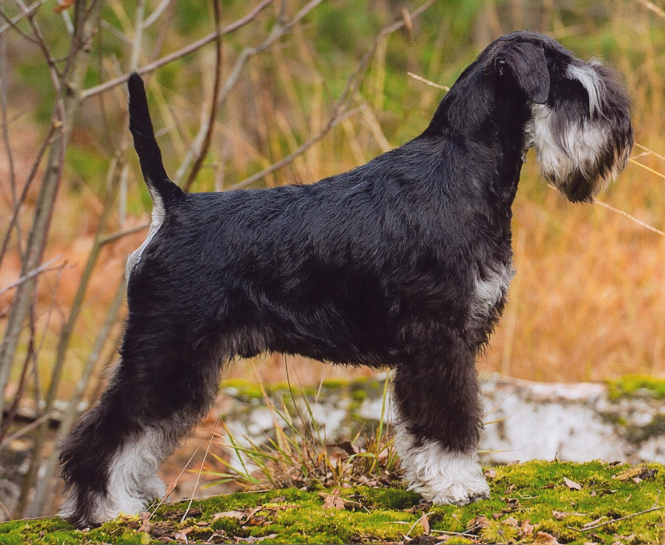 valpkullar dvärgschnauzer